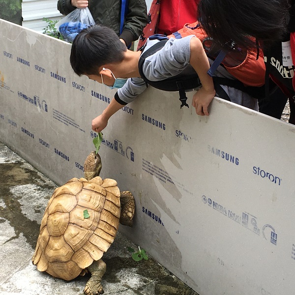 小朋友嘗試餵飼烏龜